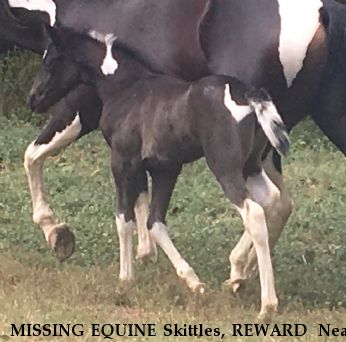 MISSING EQUINE Skittles, REWARD  Near Brownsville, TN, 38037